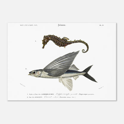 Planche naturaliste : Exocet volant et Hippocampe pointillé - Orbigny (50x70 cm). Illustration scientifique de deux poissons marins: un hippocampe et un exocet volant, présentés avec leurs noms et descriptions.