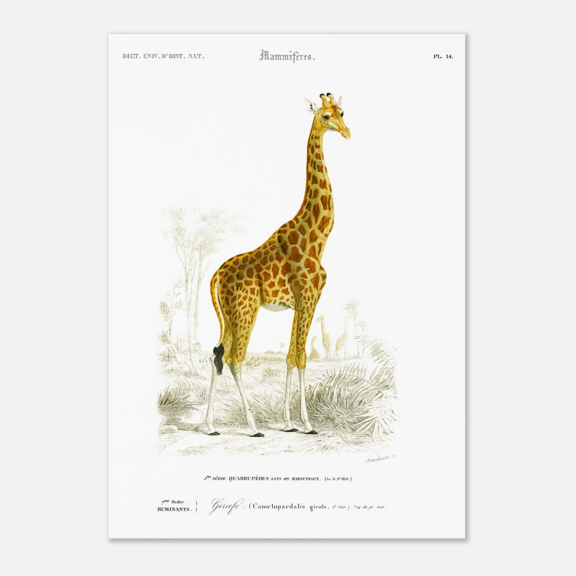 Planche naturaliste : Girafe dans son environnement par d'Orbigny (29,7x42 cm (A3)). Planche mammalogique représentant une girafe dans un paysage africain avec des acacias et des palmiers, avec des numérotations et des légendes.