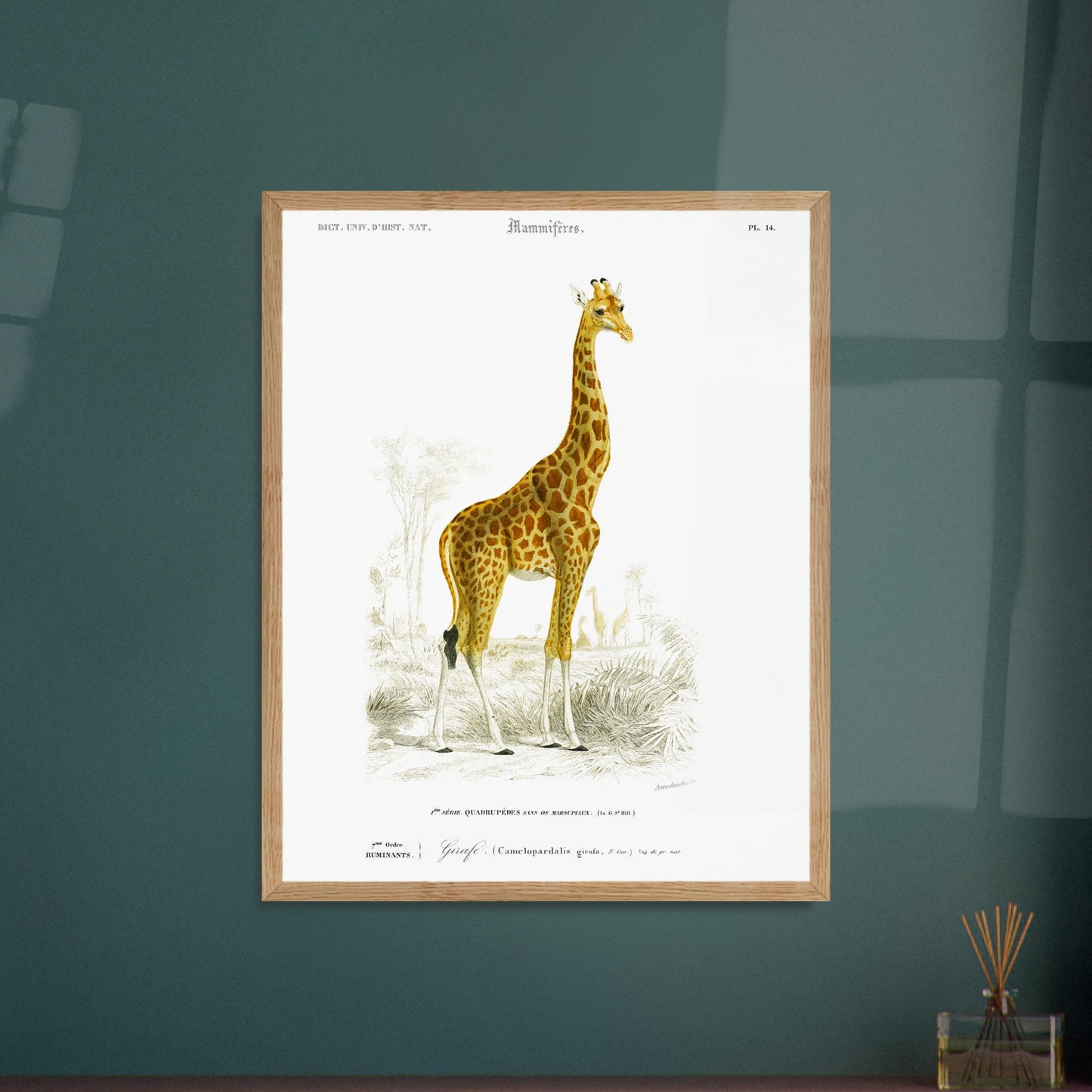 Planche naturaliste : Girafe dans son environnement par d'Orbigny. Planche mammalogique représentant une girafe dans un paysage africain avec des acacias et des palmiers, avec des numérotations et des légendes. Image d'illustration 5