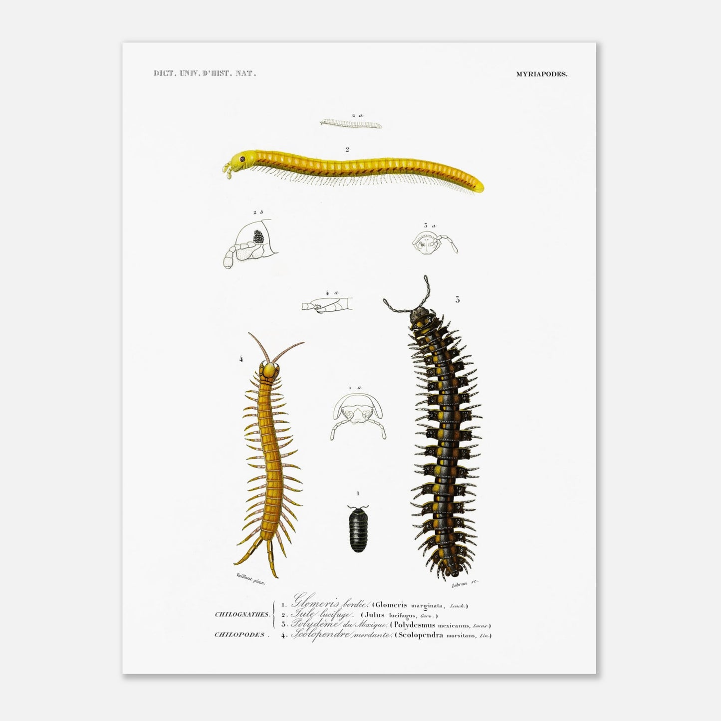Planche naturaliste de la Glomeris marginée et Scolopendre - d'Orbigny (30x40 cm). Planche scientifique illustrant divers myriapodes, dont une grande centopède noire et jaune, une autre plus fine et jaune, et un petit insecte noir.