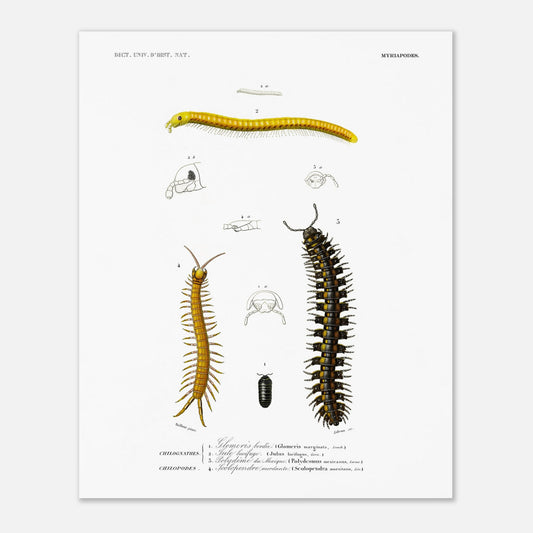 Planche naturaliste de la Glomeris marginée et Scolopendre - d'Orbigny (40x50 cm). Planche scientifique illustrant divers myriapodes, dont une grande centopède noire et jaune, une autre plus fine et jaune, et un petit insecte noir.