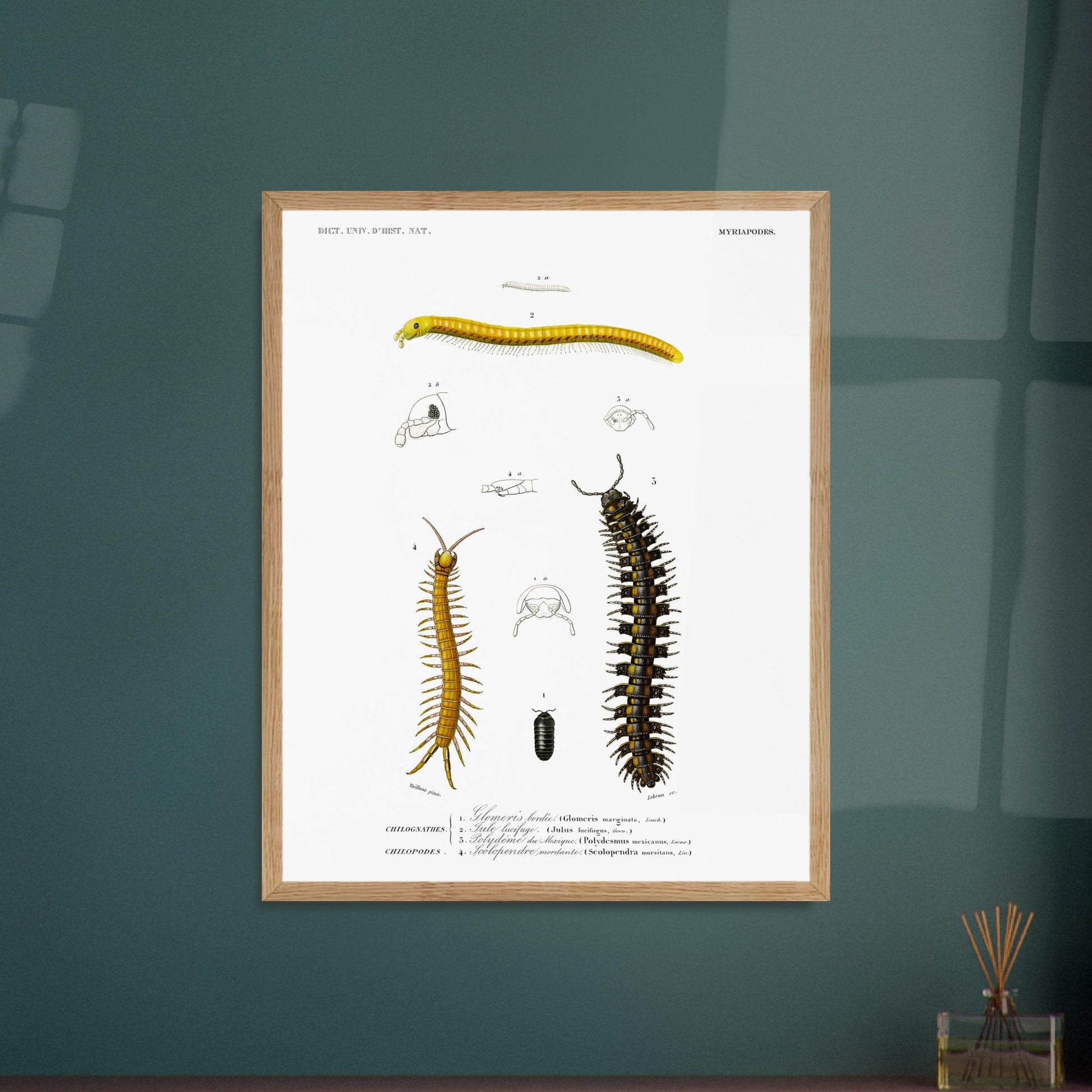 Planche naturaliste de la Glomeris marginée et Scolopendre - d'Orbigny. Planche scientifique illustrant divers myriapodes, dont une grande centopède noire et jaune, une autre plus fine et jaune, et un petit insecte noir. Image d'illustration 5