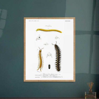 Planche naturaliste de la Glomeris marginée et Scolopendre - d'Orbigny. Planche scientifique illustrant divers myriapodes, dont une grande centopède noire et jaune, une autre plus fine et jaune, et un petit insecte noir. Image d'illustration 5