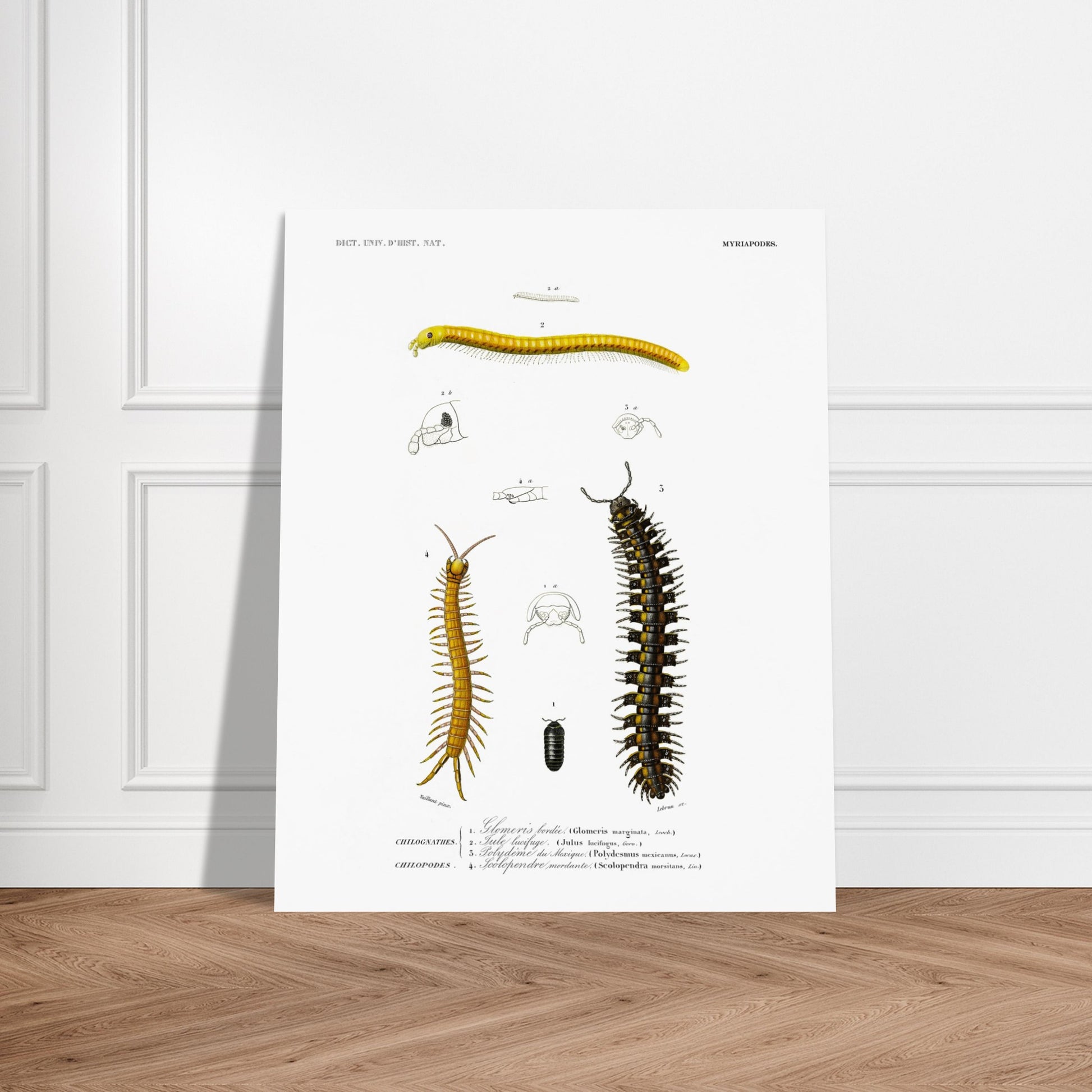 Planche naturaliste de la Glomeris marginée et Scolopendre - d'Orbigny. Planche scientifique illustrant divers myriapodes, dont une grande centopède noire et jaune, une autre plus fine et jaune, et un petit insecte noir. Image d'illustration 6