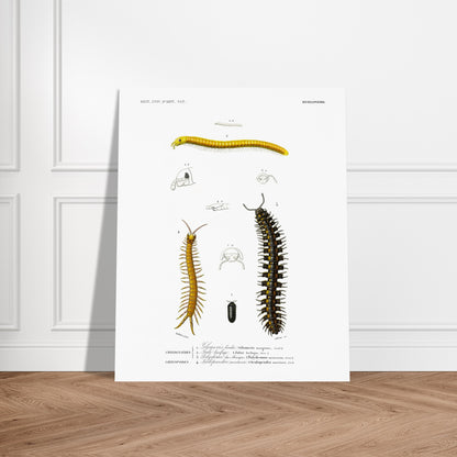 Planche naturaliste de la Glomeris marginée et Scolopendre - d'Orbigny. Planche scientifique illustrant divers myriapodes, dont une grande centopède noire et jaune, une autre plus fine et jaune, et un petit insecte noir. Image d'illustration 6