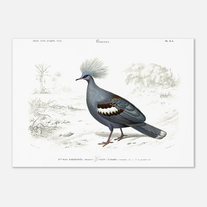 Planche naturaliste ancienne : Goura couronné par Charles d'Orbigny (29,7x42 cm (A3)). Illustration ornithologique ancienne d'un Goura couronné (Columba coronata) dans un paysage, issue du Dictionnaire Universel d'Histoire Naturelle.