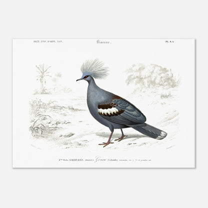 Planche naturaliste ancienne : Goura couronné par Charles d'Orbigny (42x59,4 cm (A2)). Illustration ornithologique ancienne d'un Goura couronné (Columba coronata) dans un paysage, issue du Dictionnaire Universel d'Histoire Naturelle.