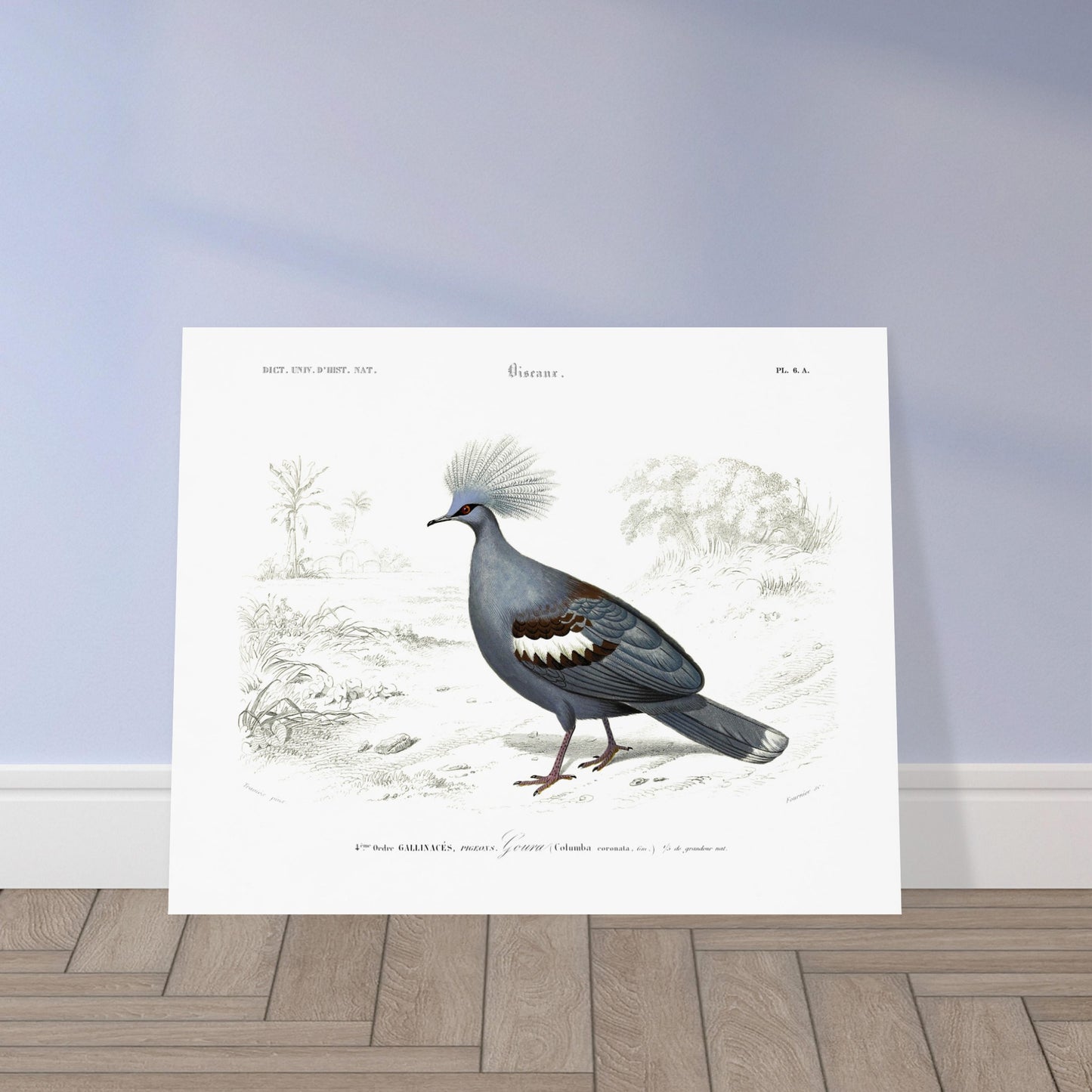 Planche naturaliste ancienne : Goura couronné par Charles d'Orbigny. Illustration ornithologique ancienne d'un Goura couronné (Columba coronata) dans un paysage, issue du Dictionnaire Universel d'Histoire Naturelle. Image d'illustration 5