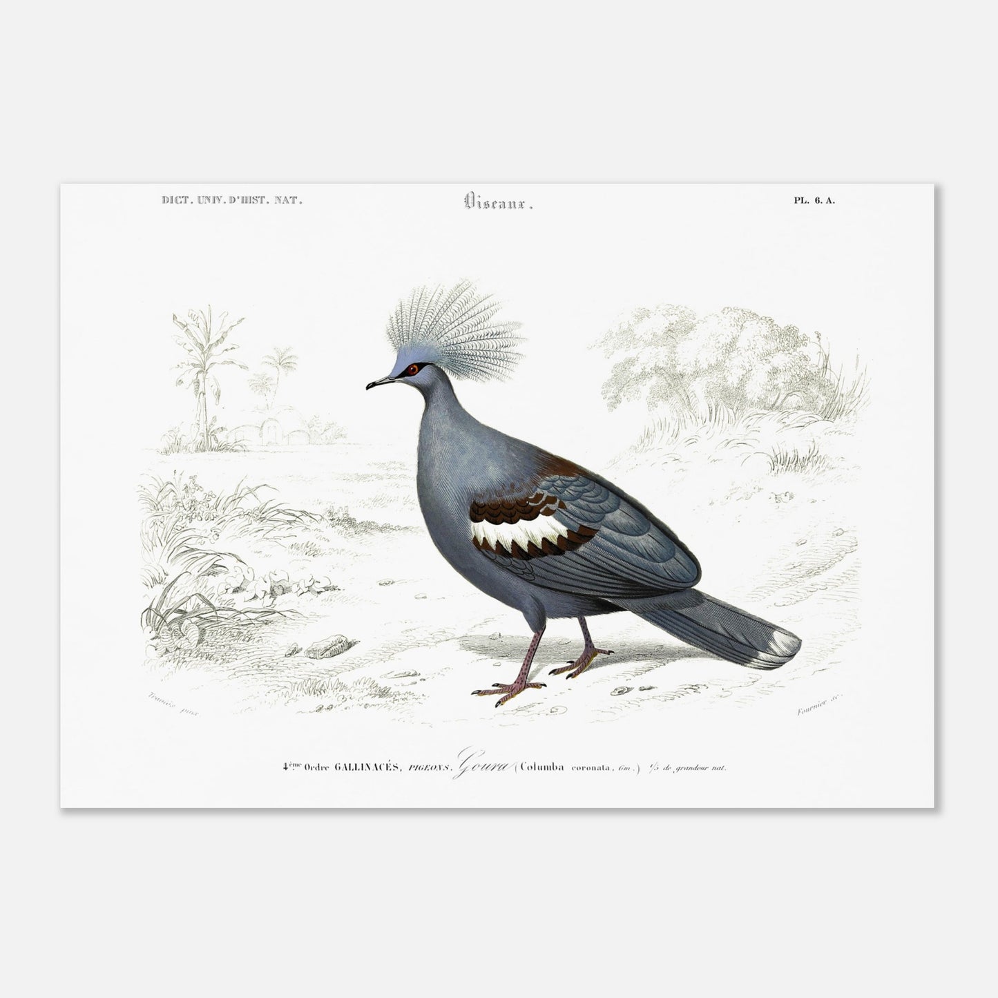 Planche naturaliste ancienne : Goura couronné par Charles d'Orbigny (50x70 cm). Illustration ornithologique ancienne d'un Goura couronné (Columba coronata) dans un paysage, issue du Dictionnaire Universel d'Histoire Naturelle.