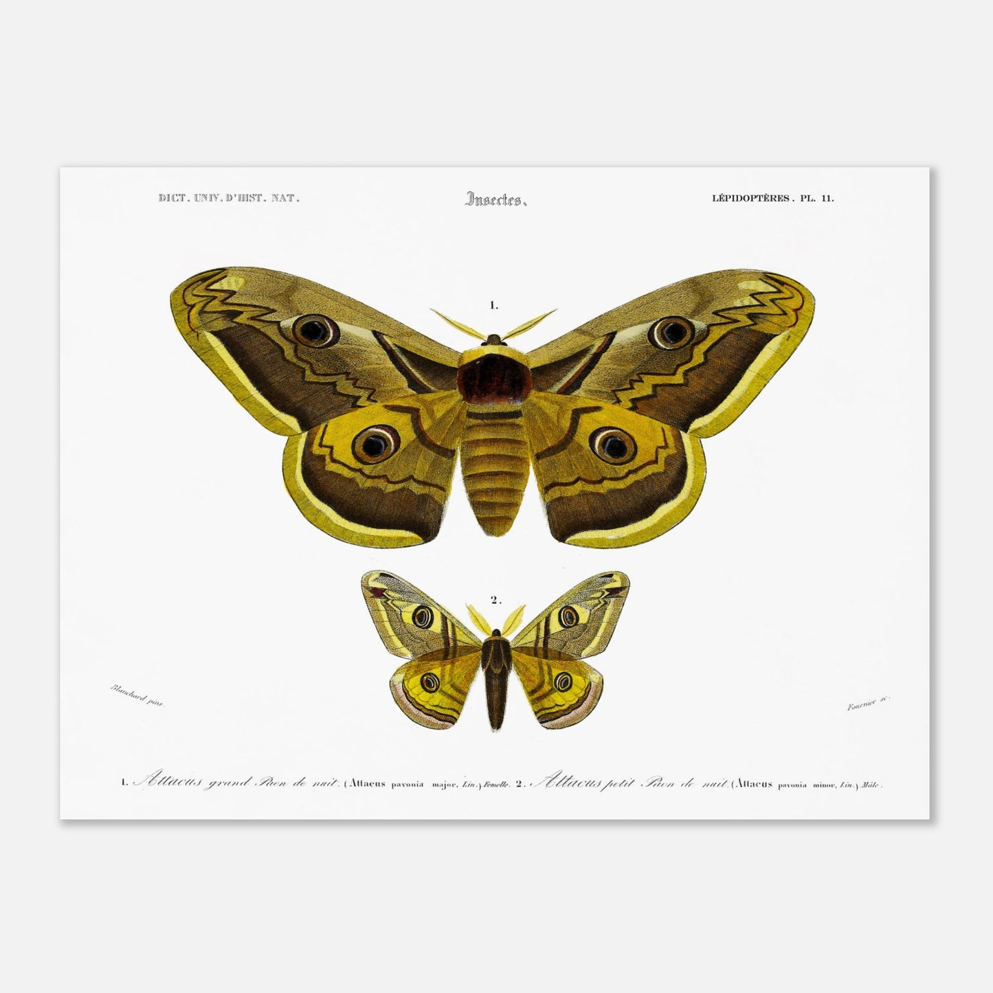 Planche naturaliste : Grand et petit paon de nuit (Attacus) - d'Orbigny (30x40 cm). Planche d'entomologie montrant deux papillons de nuit, le plus grand 'Attacus grand paon de nuit' et un plus petit 'Attacus petit paon de nuit', avec des détails anatomiques.