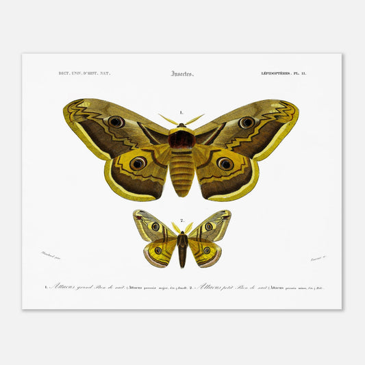 Planche naturaliste : Grand et petit paon de nuit (Attacus) - d'Orbigny (40x50 cm). Planche d'entomologie montrant deux papillons de nuit, le plus grand 'Attacus grand paon de nuit' et un plus petit 'Attacus petit paon de nuit', avec des détails anatomiques.