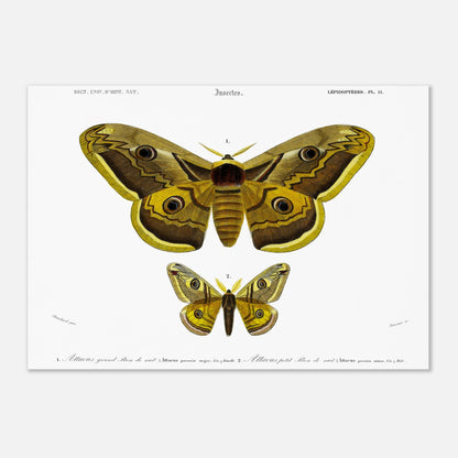 Planche naturaliste : Grand et petit paon de nuit (Attacus) - d'Orbigny (42x59,4 cm (A2)). Planche d'entomologie montrant deux papillons de nuit, le plus grand 'Attacus grand paon de nuit' et un plus petit 'Attacus petit paon de nuit', avec des détails anatomiques.