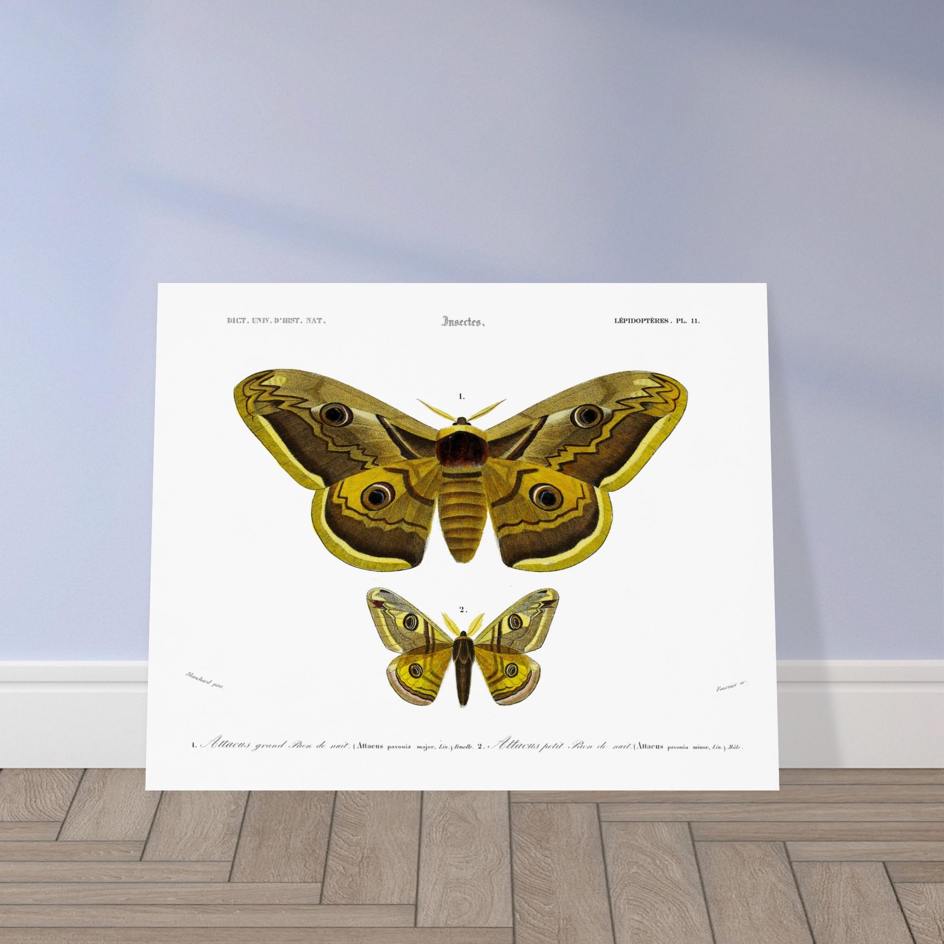 Planche naturaliste : Grand et petit paon de nuit (Attacus) - d'Orbigny. Planche d'entomologie montrant deux papillons de nuit, le plus grand 'Attacus grand paon de nuit' et un plus petit 'Attacus petit paon de nuit', avec des détails anatomiques. Image d'illustration 5