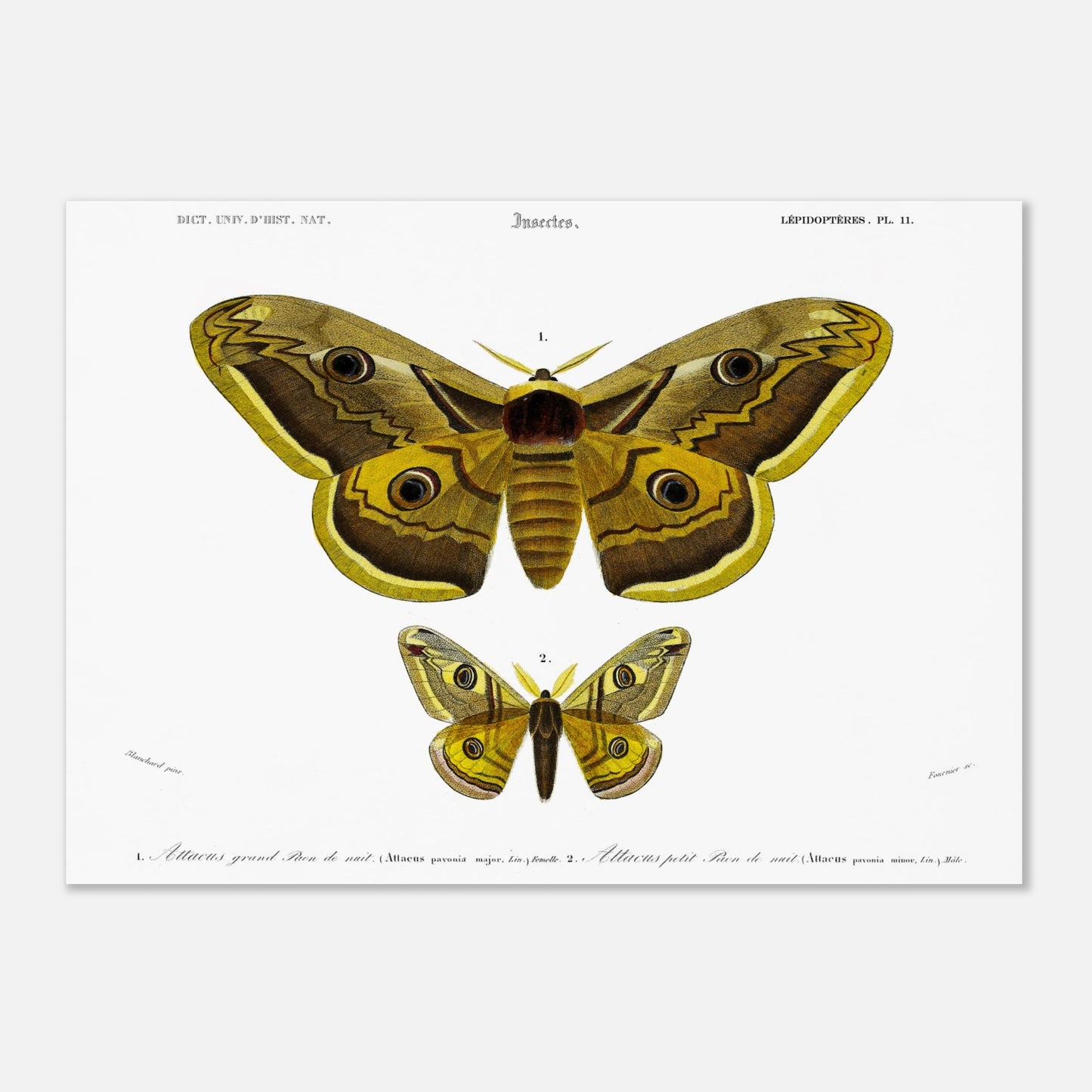 Planche naturaliste : Grand et petit paon de nuit (Attacus) - d'Orbigny (50x70 cm). Planche d'entomologie montrant deux papillons de nuit, le plus grand 'Attacus grand paon de nuit' et un plus petit 'Attacus petit paon de nuit', avec des détails anatomiques.