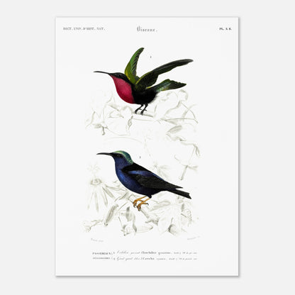 Planche naturaliste Guit-Guit bleu et Colibri grenat - Charles d'Orbigny (42x59,4 cm (A2)). Planche naturaliste représentant deux oiseaux perchés sur des branches ; le premier est un oiseau de type colibri aux teintes vertes et rouges, le second est un oiseau bleu irisé.