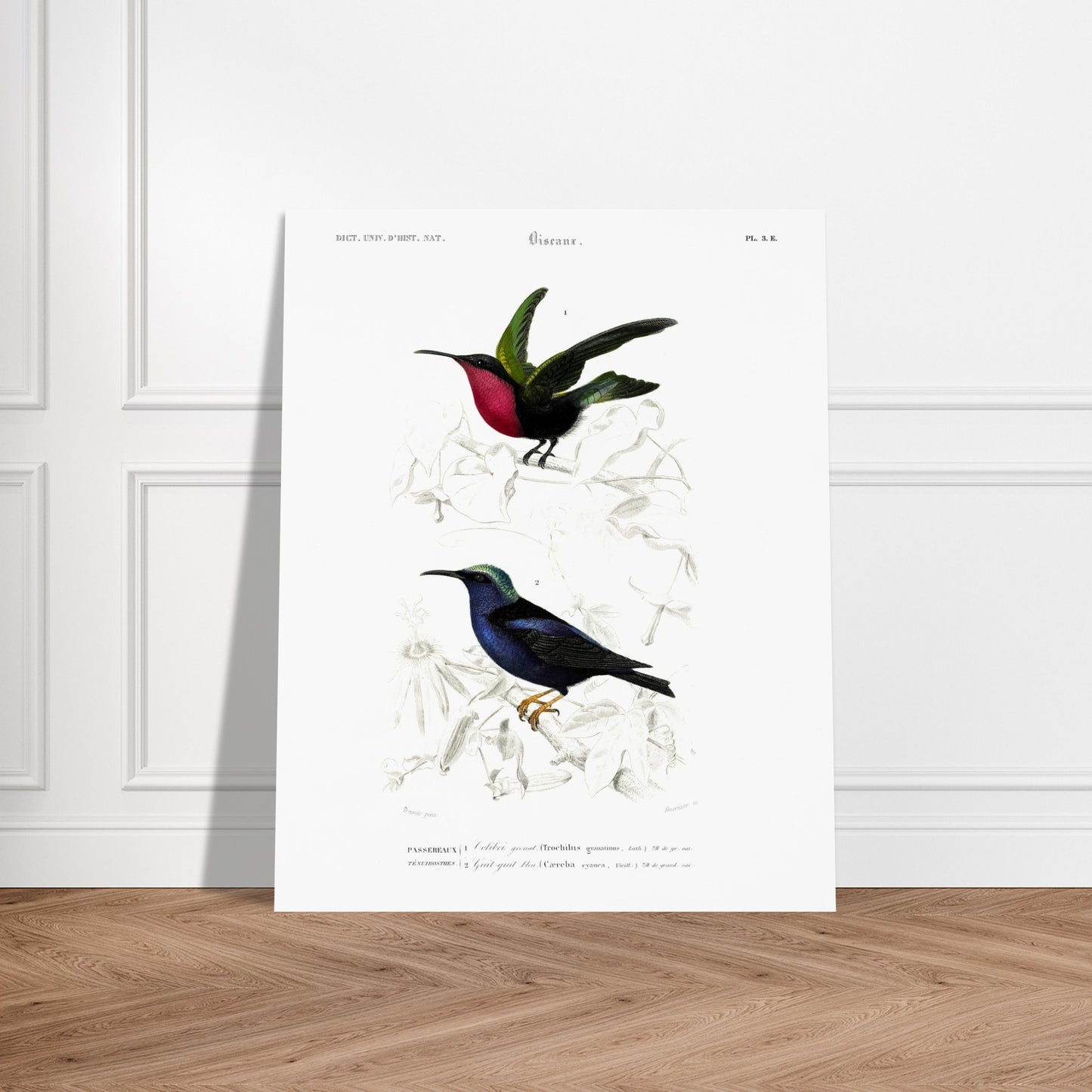 Planche naturaliste Guit-Guit bleu et Colibri grenat - Charles d'Orbigny. Planche naturaliste représentant deux oiseaux perchés sur des branches ; le premier est un oiseau de type colibri aux teintes vertes et rouges, le second est un oiseau bleu irisé. Image d'illustration 5