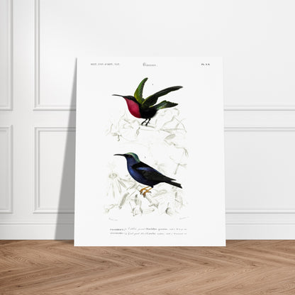 Planche naturaliste Guit-Guit bleu et Colibri grenat - Charles d'Orbigny. Planche naturaliste représentant deux oiseaux perchés sur des branches ; le premier est un oiseau de type colibri aux teintes vertes et rouges, le second est un oiseau bleu irisé. Image d'illustration 5