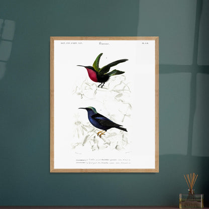 Planche naturaliste Guit-Guit bleu et Colibri grenat - Charles d'Orbigny. Planche naturaliste représentant deux oiseaux perchés sur des branches ; le premier est un oiseau de type colibri aux teintes vertes et rouges, le second est un oiseau bleu irisé. Image d'illustration 6