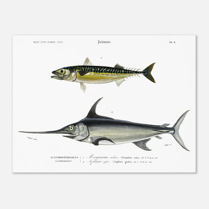 Planche naturaliste ancienne Maquereau et Espadon - Charles d'Orbigny (30x40 cm). Illustration du Dictionnaire Universel d'Histoire Naturelle de Charles d'Orbigny, montrant un maquereau et un poisson-épée.