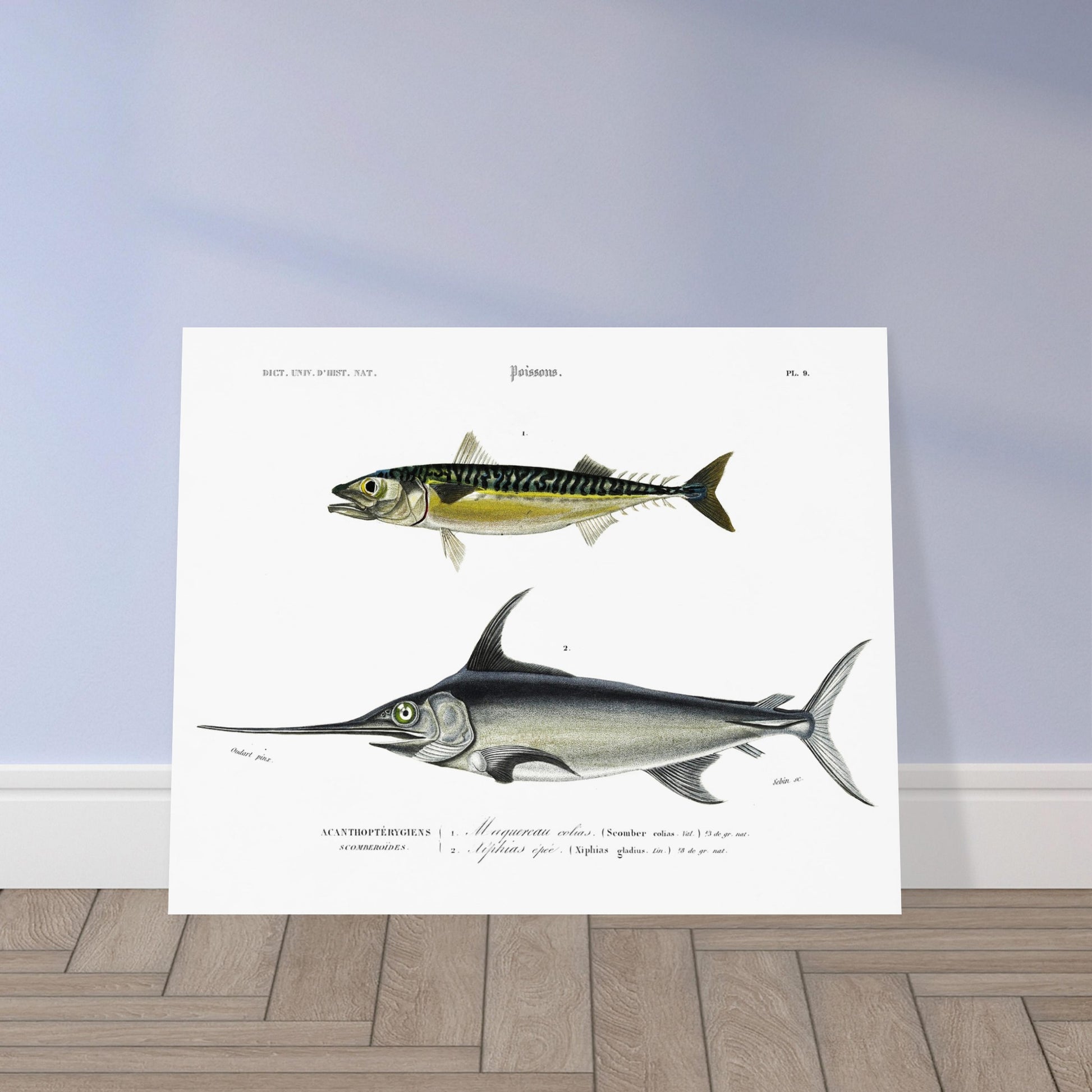 Planche naturaliste ancienne Maquereau et Espadon - Charles d'Orbigny. Illustration du Dictionnaire Universel d'Histoire Naturelle de Charles d'Orbigny, montrant un maquereau et un poisson-épée. Image d'illustration 5