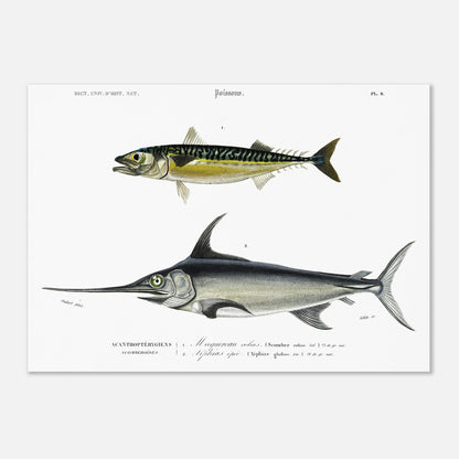 Planche naturaliste ancienne Maquereau et Espadon - Charles d'Orbigny (50x70 cm). Illustration du Dictionnaire Universel d'Histoire Naturelle de Charles d'Orbigny, montrant un maquereau et un poisson-épée.