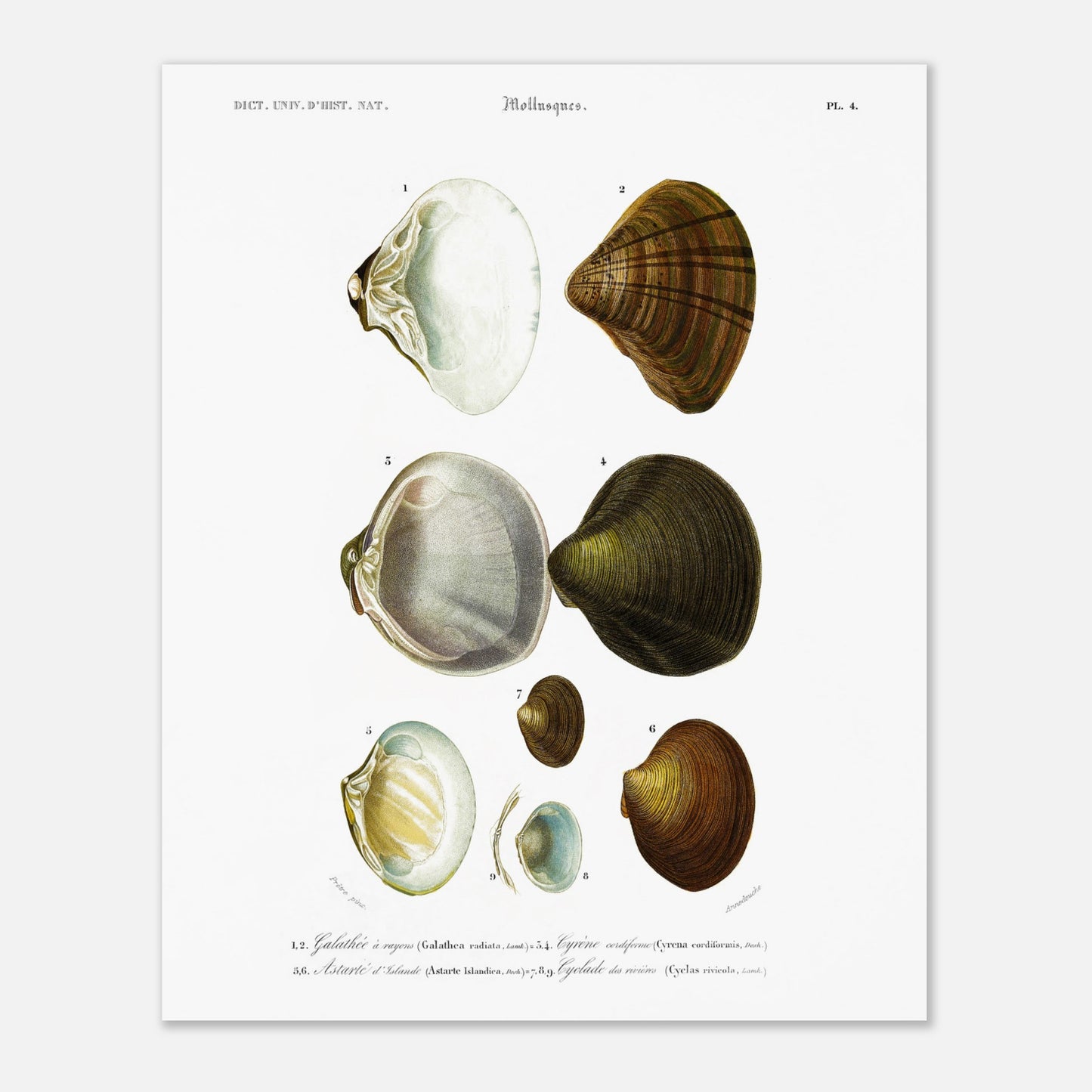 Planche naturaliste de mollusques : Cyclade des rivières (40x50 cm). Planche scientifique ancienne du Dictionnaire Universel d'Histoire Naturelle illustrant des mollusques, avec des spécimens numérotés et leurs descriptions.