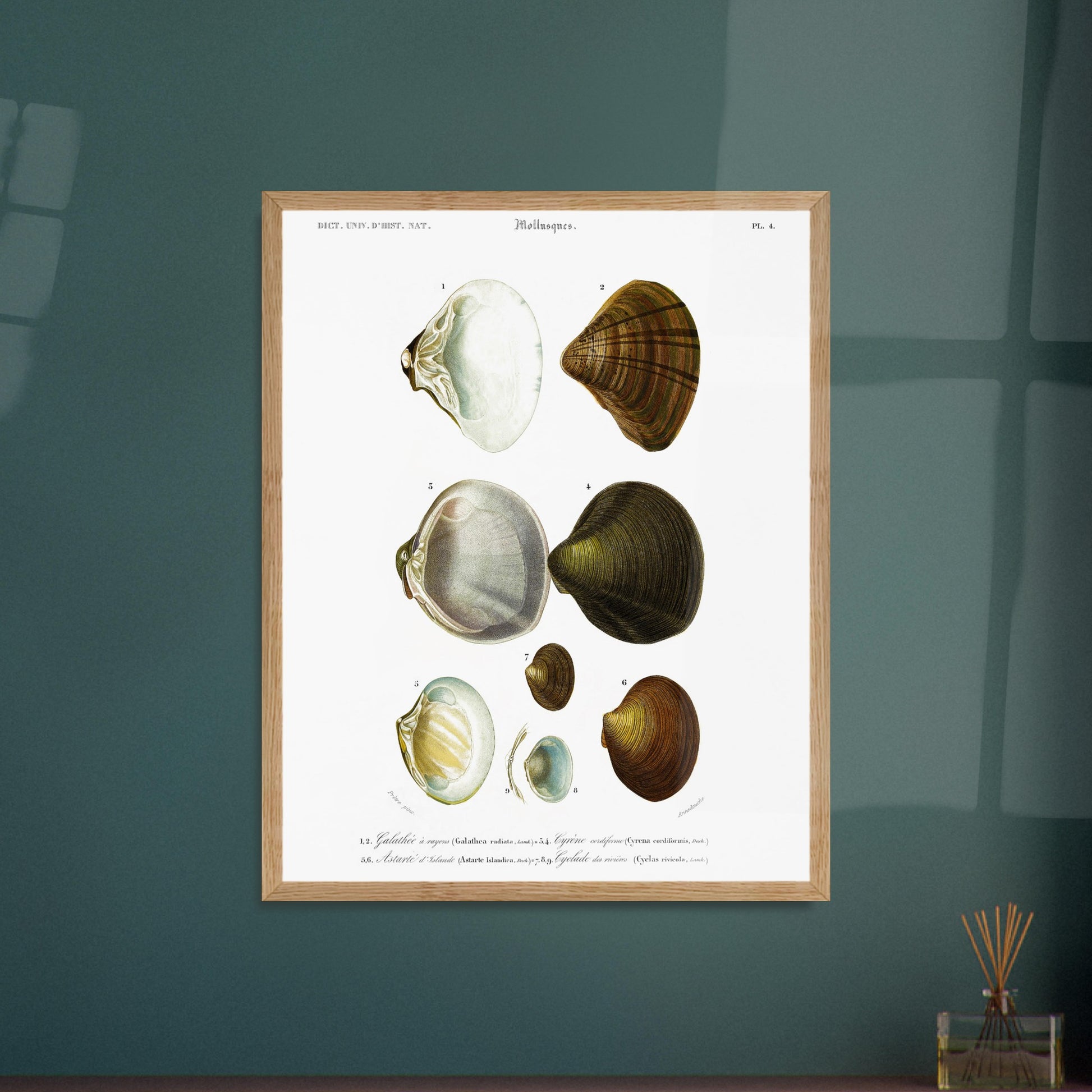 Planche naturaliste de mollusques : Cyclade des rivières. Planche scientifique ancienne du Dictionnaire Universel d'Histoire Naturelle illustrant des mollusques, avec des spécimens numérotés et leurs descriptions. Image d'illustration 5