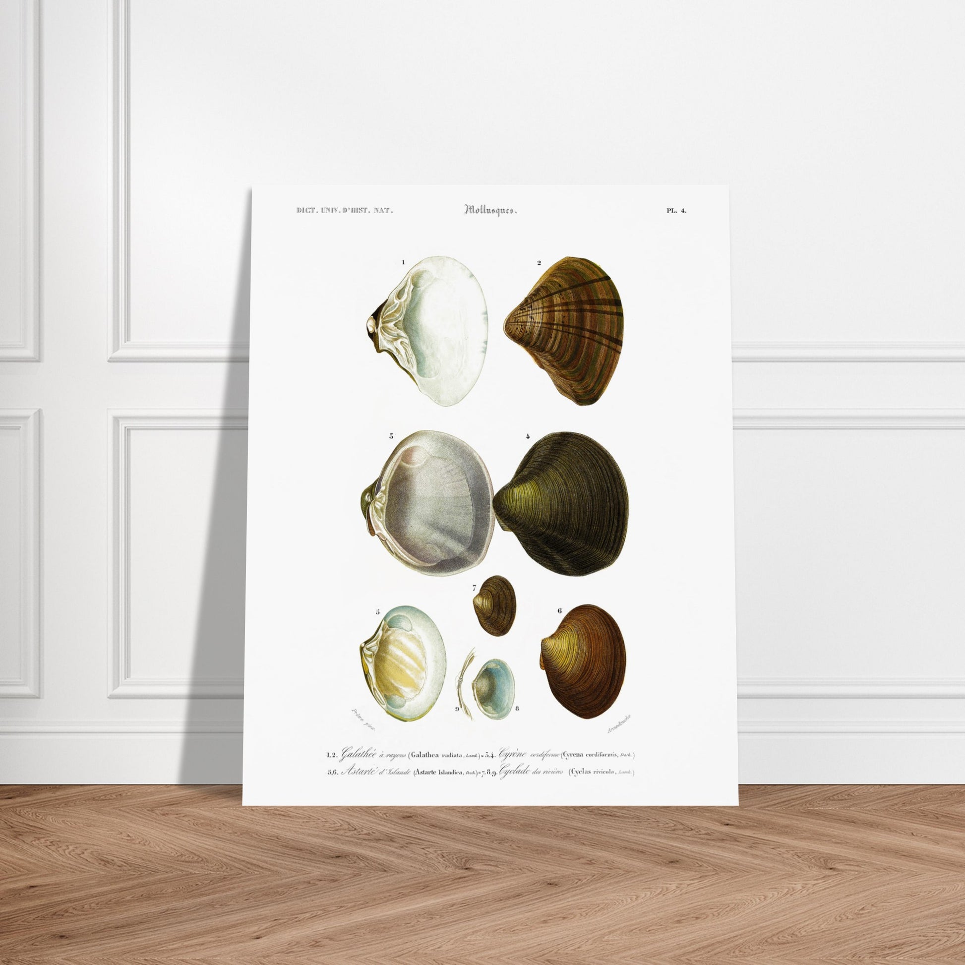 Planche naturaliste de mollusques : Cyclade des rivières. Planche scientifique ancienne du Dictionnaire Universel d'Histoire Naturelle illustrant des mollusques, avec des spécimens numérotés et leurs descriptions. Image d'illustration 6