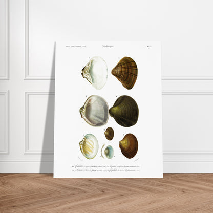 Planche naturaliste de mollusques : Cyclade des rivières. Planche scientifique ancienne du Dictionnaire Universel d'Histoire Naturelle illustrant des mollusques, avec des spécimens numérotés et leurs descriptions. Image d'illustration 6
