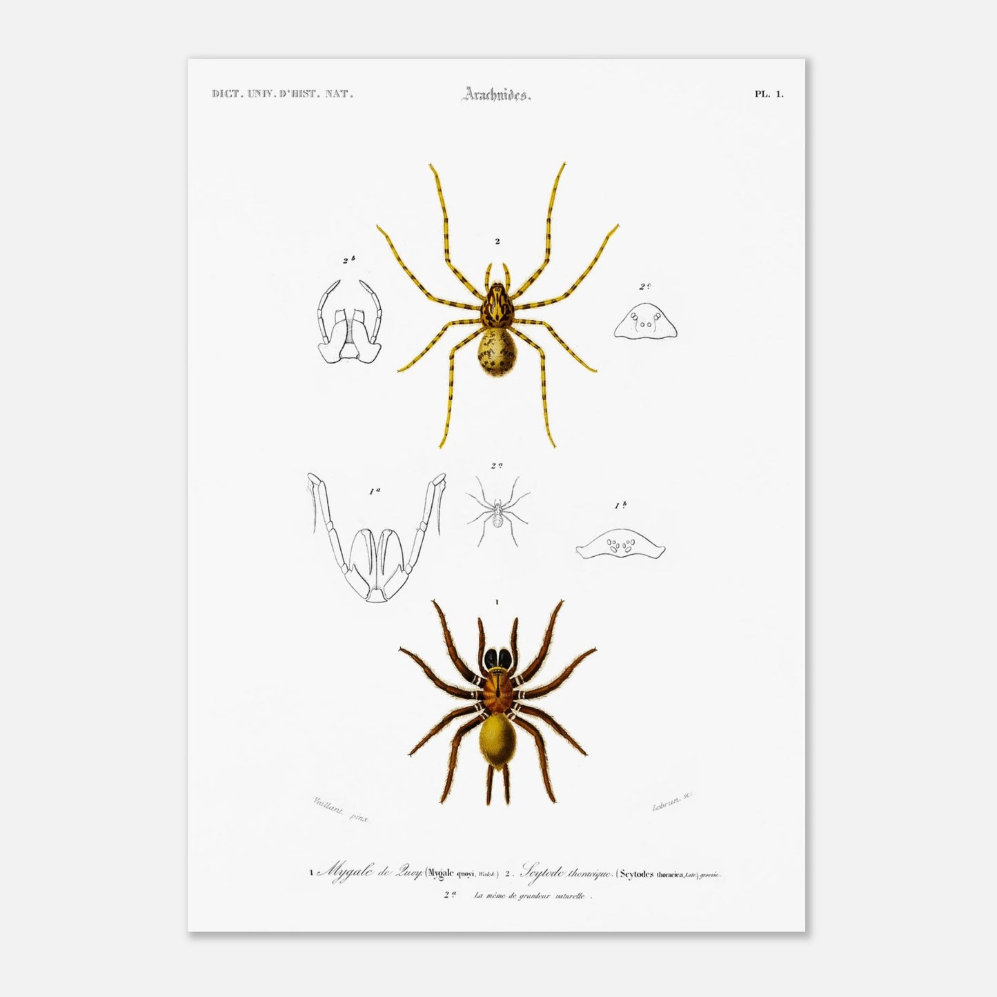 Planche naturaliste ancienne : Mygale de Quoy et Scytode thoracique (29,7x42 cm (A3)). Planche scientifique illustrant la mygale de Quoy (Mygale quoyi) et le Scytodes thoracica (Scytodes thoracica) avec des détails anatomiques et des illustrations de différentes tailles, issues du Dictionnaire Universel d'Histoire Naturelle de Charles d'Orbigny.