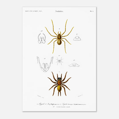 Planche naturaliste ancienne : Mygale de Quoy et Scytode thoracique (29,7x42 cm (A3)). Planche scientifique illustrant la mygale de Quoy (Mygale quoyi) et le Scytodes thoracica (Scytodes thoracica) avec des détails anatomiques et des illustrations de différentes tailles, issues du Dictionnaire Universel d'Histoire Naturelle de Charles d'Orbigny.