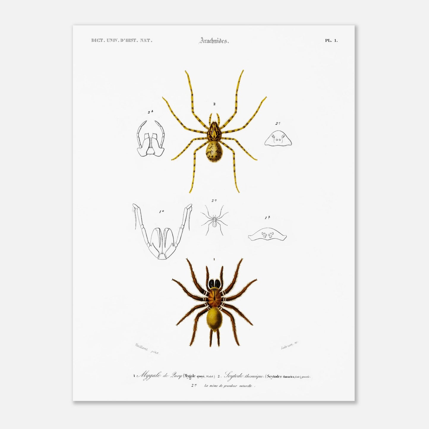 Planche naturaliste ancienne : Mygale de Quoy et Scytode thoracique (30x40 cm). Planche scientifique illustrant la mygale de Quoy (Mygale quoyi) et le Scytodes thoracica (Scytodes thoracica) avec des détails anatomiques et des illustrations de différentes tailles, issues du Dictionnaire Universel d'Histoire Naturelle de Charles d'Orbigny.