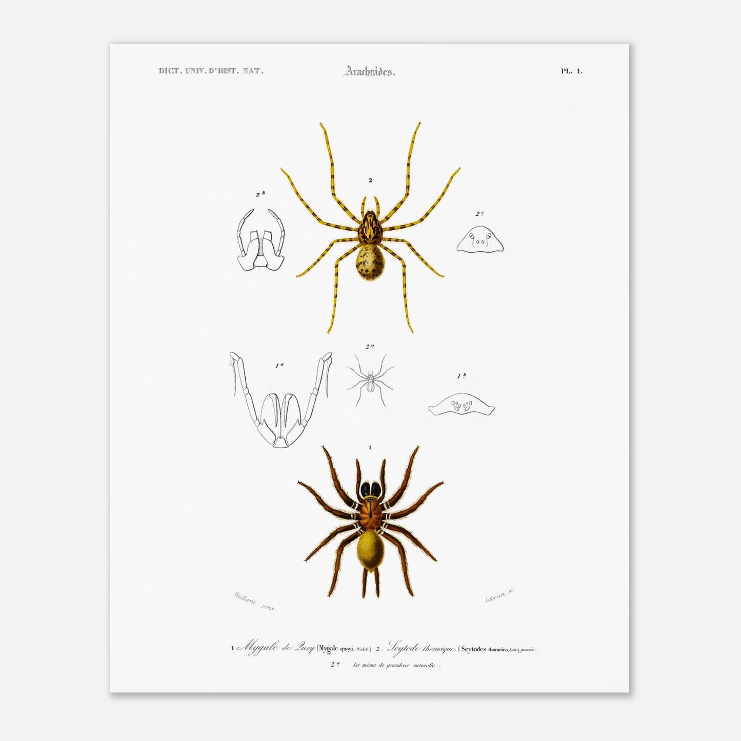 Planche naturaliste ancienne : Mygale de Quoy et Scytode thoracique (40x50 cm). Planche scientifique illustrant la mygale de Quoy (Mygale quoyi) et le Scytodes thoracica (Scytodes thoracica) avec des détails anatomiques et des illustrations de différentes tailles, issues du Dictionnaire Universel d'Histoire Naturelle de Charles d'Orbigny.