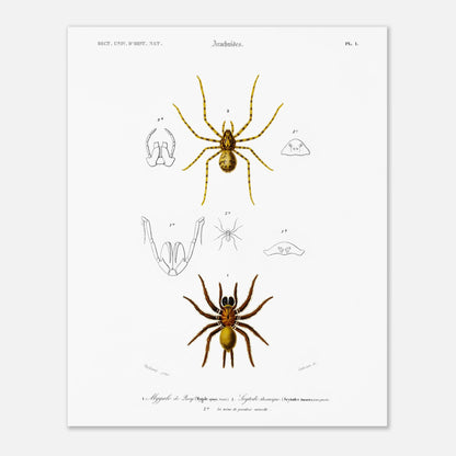 Planche naturaliste ancienne : Mygale de Quoy et Scytode thoracique (40x50 cm). Planche scientifique illustrant la mygale de Quoy (Mygale quoyi) et le Scytodes thoracica (Scytodes thoracica) avec des détails anatomiques et des illustrations de différentes tailles, issues du Dictionnaire Universel d'Histoire Naturelle de Charles d'Orbigny.