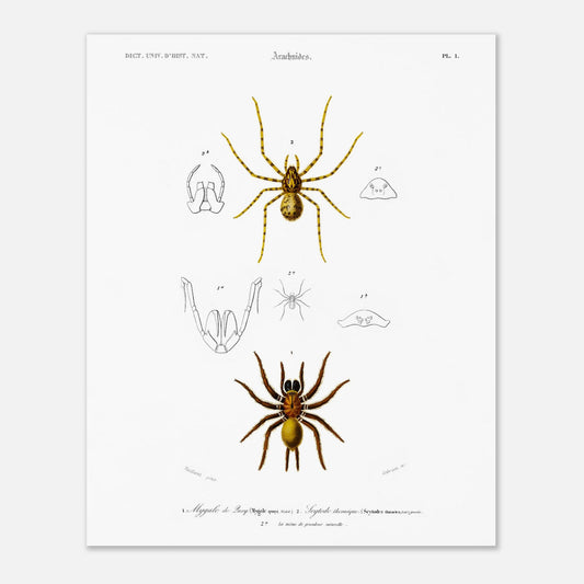 Planche naturaliste ancienne : Mygale de Quoy et Scytode thoracique (40x50 cm). Planche scientifique illustrant la mygale de Quoy (Mygale quoyi) et le Scytodes thoracica (Scytodes thoracica) avec des détails anatomiques et des illustrations de différentes tailles, issues du Dictionnaire Universel d'Histoire Naturelle de Charles d'Orbigny.