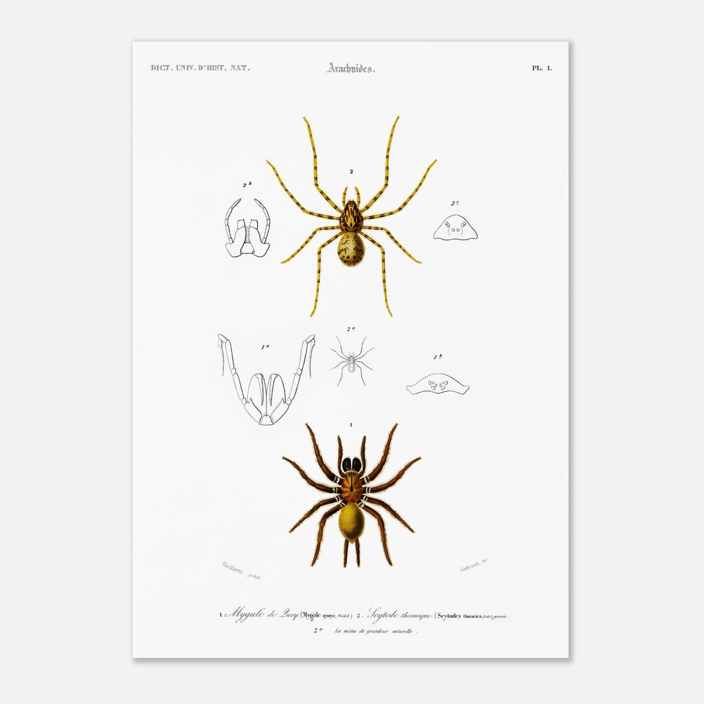 Planche naturaliste ancienne : Mygale de Quoy et Scytode thoracique (42x59,4 cm (A2)). Planche scientifique illustrant la mygale de Quoy (Mygale quoyi) et le Scytodes thoracica (Scytodes thoracica) avec des détails anatomiques et des illustrations de différentes tailles, issues du Dictionnaire Universel d'Histoire Naturelle de Charles d'Orbigny.