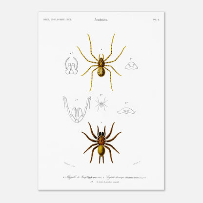 Planche naturaliste ancienne : Mygale de Quoy et Scytode thoracique (42x59,4 cm (A2)). Planche scientifique illustrant la mygale de Quoy (Mygale quoyi) et le Scytodes thoracica (Scytodes thoracica) avec des détails anatomiques et des illustrations de différentes tailles, issues du Dictionnaire Universel d'Histoire Naturelle de Charles d'Orbigny.