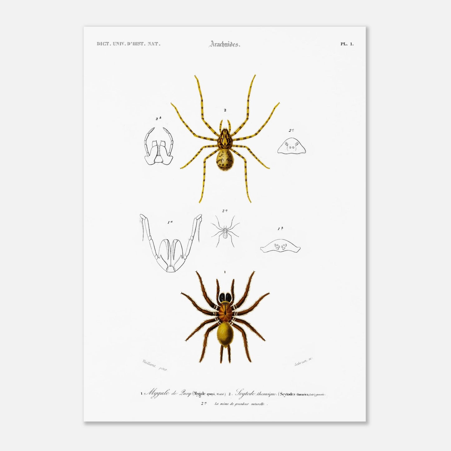 Planche naturaliste ancienne : Mygale de Quoy et Scytode thoracique (50x70 cm). Planche scientifique illustrant la mygale de Quoy (Mygale quoyi) et le Scytodes thoracica (Scytodes thoracica) avec des détails anatomiques et des illustrations de différentes tailles, issues du Dictionnaire Universel d'Histoire Naturelle de Charles d'Orbigny.