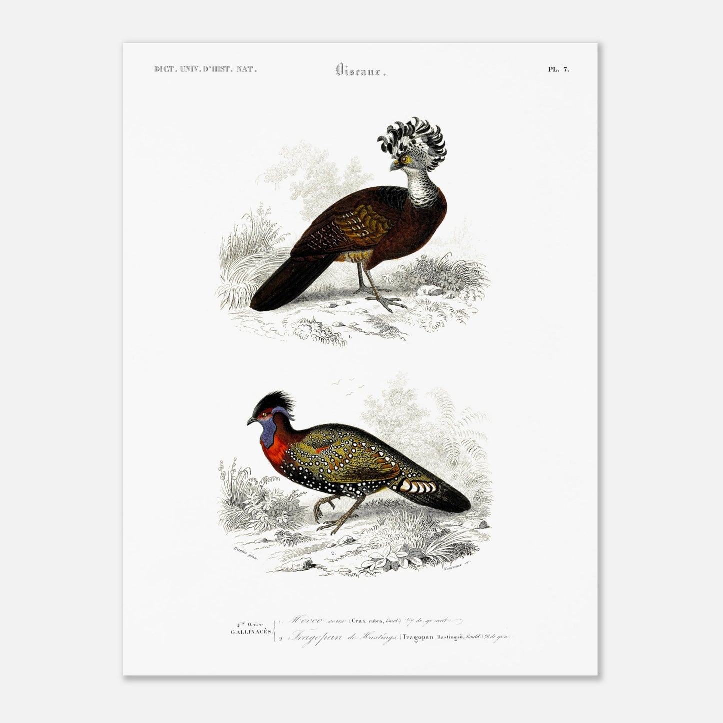 Planche naturaliste d'oiseaux : Hocco roux et Tragopan (30x40 cm). Planche naturaliste présentant deux oiseaux : le premier, le hocco roux, est pourvu d'une crête opulente ; le second, un faisan ornementé, est paré de couleurs vives.