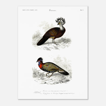 Planche naturaliste d'oiseaux : Hocco roux et Tragopan (30x40 cm). Planche naturaliste présentant deux oiseaux : le premier, le hocco roux, est pourvu d'une crête opulente ; le second, un faisan ornementé, est paré de couleurs vives.