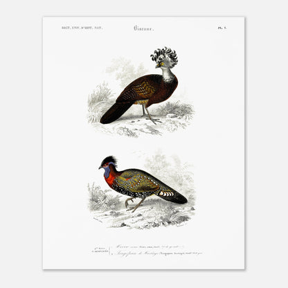 Planche naturaliste d'oiseaux : Hocco roux et Tragopan (40x50 cm). Planche naturaliste présentant deux oiseaux : le premier, le hocco roux, est pourvu d'une crête opulente ; le second, un faisan ornementé, est paré de couleurs vives.