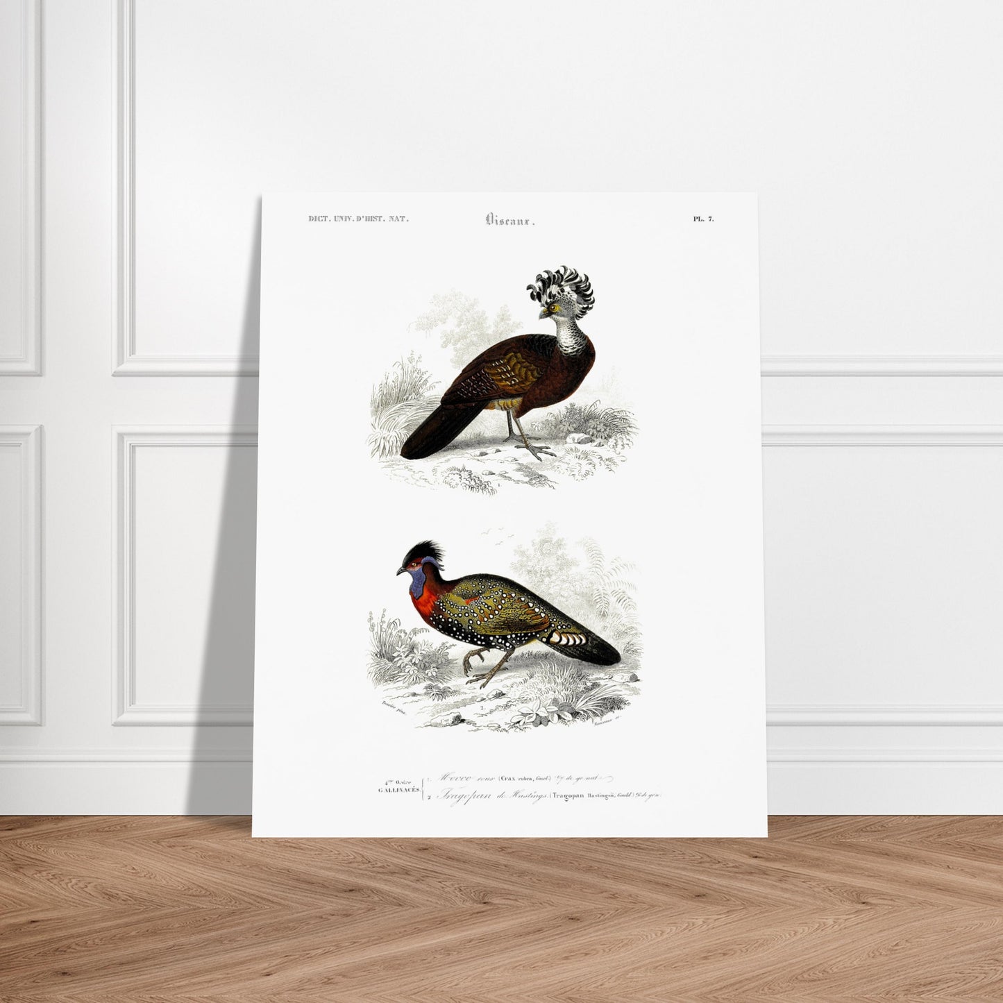 Planche naturaliste d'oiseaux : Hocco roux et Tragopan. Planche naturaliste présentant deux oiseaux : le premier, le hocco roux, est pourvu d'une crête opulente ; le second, un faisan ornementé, est paré de couleurs vives. Image d'illustration 5