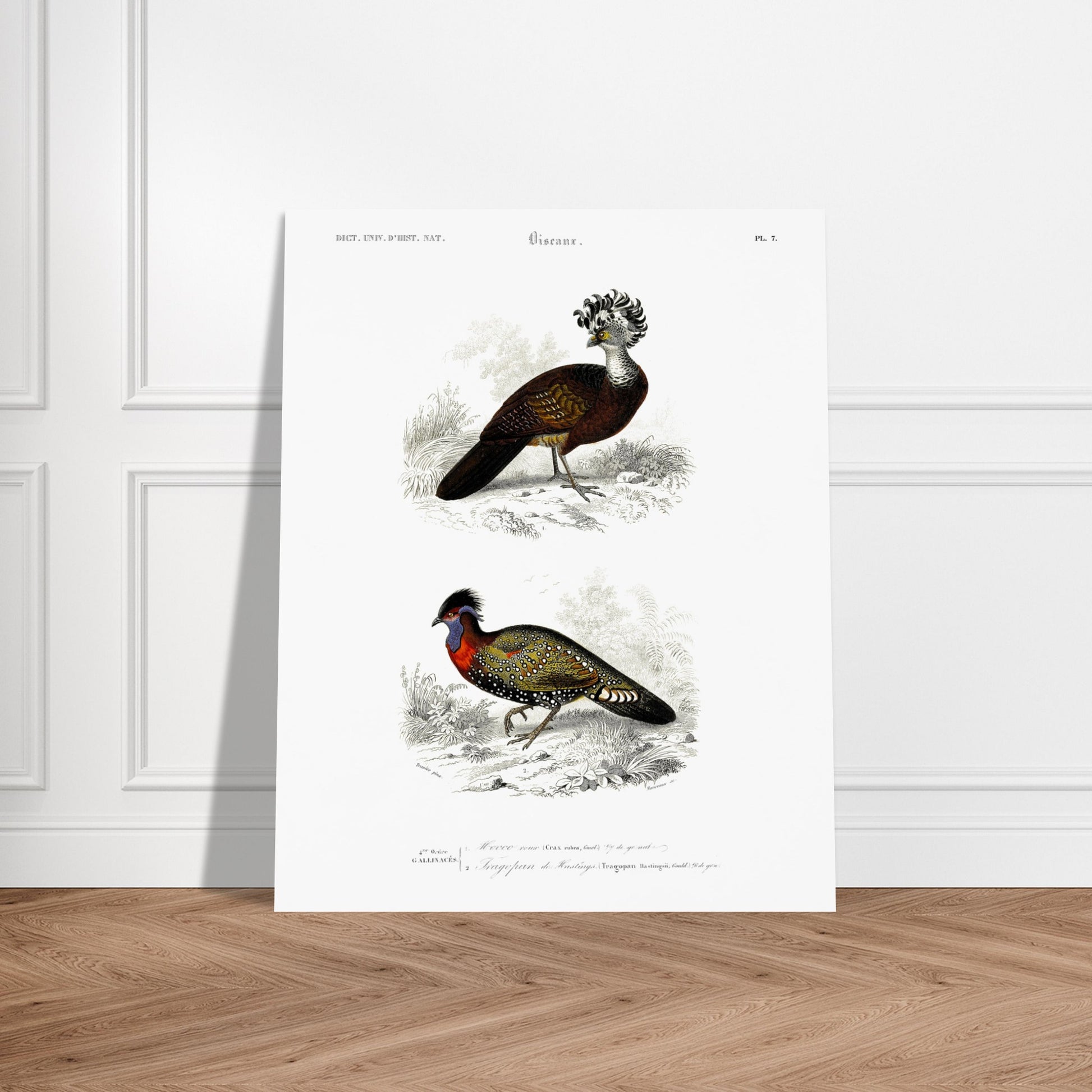 Planche naturaliste d'oiseaux : Hocco roux et Tragopan. Planche naturaliste présentant deux oiseaux : le premier, le hocco roux, est pourvu d'une crête opulente ; le second, un faisan ornementé, est paré de couleurs vives. Image d'illustration 5