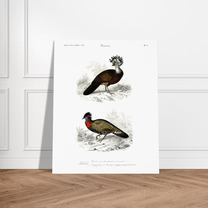 Planche naturaliste d'oiseaux : Hocco roux et Tragopan. Planche naturaliste présentant deux oiseaux : le premier, le hocco roux, est pourvu d'une crête opulente ; le second, un faisan ornementé, est paré de couleurs vives. Image d'illustration 5