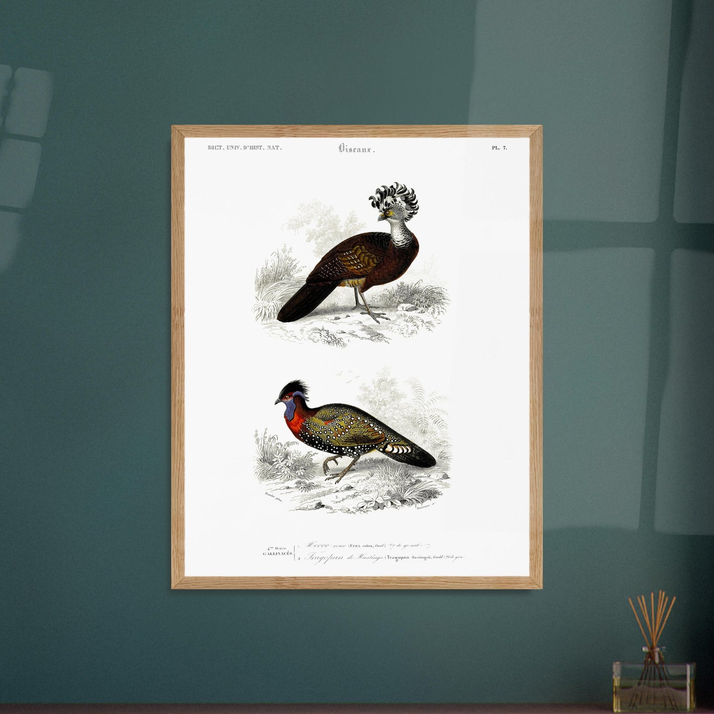 Planche naturaliste d'oiseaux : Hocco roux et Tragopan. Planche naturaliste présentant deux oiseaux : le premier, le hocco roux, est pourvu d'une crête opulente ; le second, un faisan ornementé, est paré de couleurs vives. Image d'illustration 6