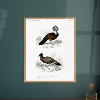 Planche naturaliste d'oiseaux : Hocco roux et Tragopan. Planche naturaliste présentant deux oiseaux : le premier, le hocco roux, est pourvu d'une crête opulente ; le second, un faisan ornementé, est paré de couleurs vives. Image d'illustration 6