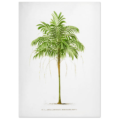 Areca Monostachya - Planche botanique ancienne du palmier d'Australie (29,7x42 cm (A3)). Illustration botanique ancienne d'un palmier Areca Monostachya (Linospadix) aux feuilles vertes et au tronc marron.