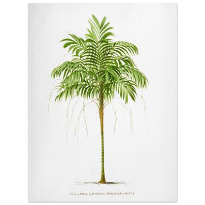 Areca Monostachya - Planche botanique ancienne du palmier d'Australie (30x40 cm). Illustration botanique ancienne d'un palmier Areca Monostachya (Linospadix) aux feuilles vertes et au tronc marron.
