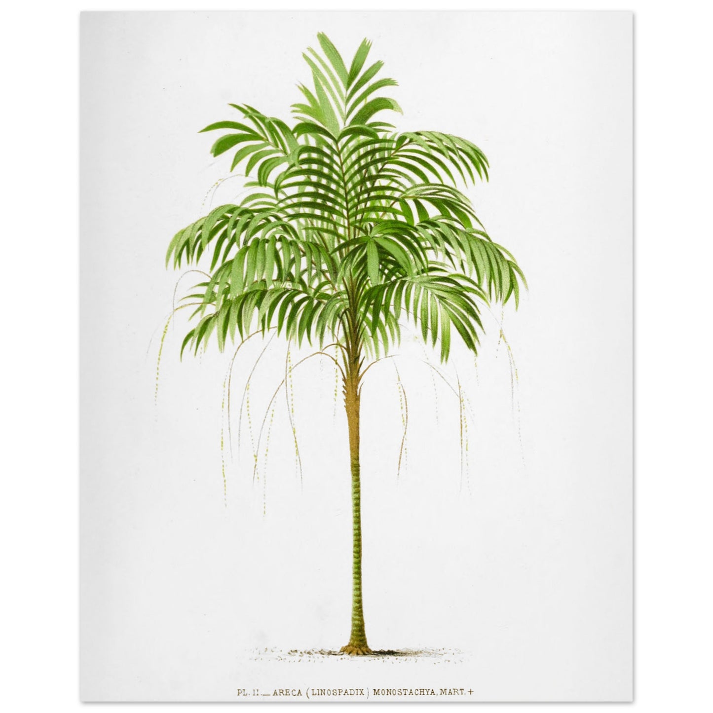 Areca Monostachya - Planche botanique ancienne du palmier d'Australie (40x50 cm). Illustration botanique ancienne d'un palmier Areca Monostachya (Linospadix) aux feuilles vertes et au tronc marron.