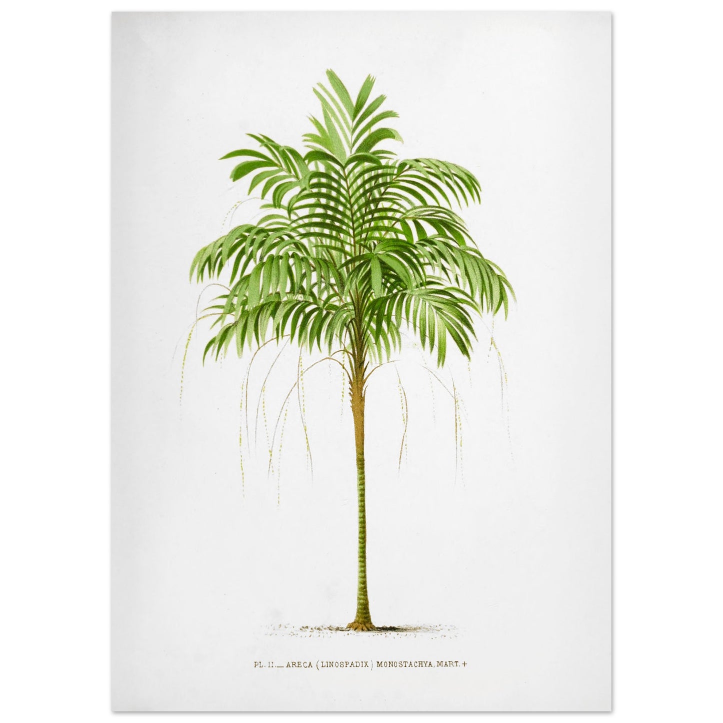 Areca Monostachya - Planche botanique ancienne du palmier d'Australie (50x70 cm). Illustration botanique ancienne d'un palmier Areca Monostachya (Linospadix) aux feuilles vertes et au tronc marron.